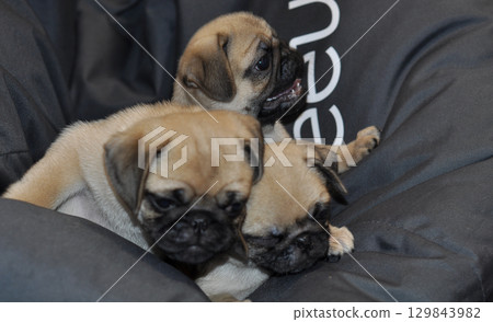 Three pug puppies fall asleep in a soft cloth nest  129843982