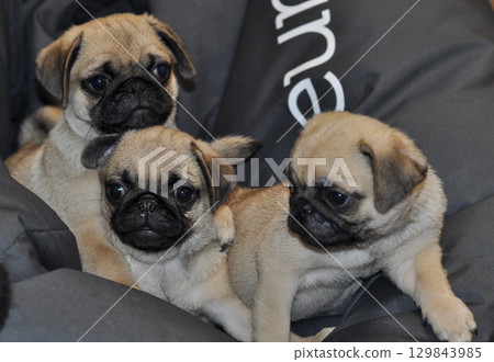 Three Pretty Pug Cubs With Sad Muzzle Sitting On A Deep Black Pillow Stock Photo Three Pretty Pug Cubs With Sad Muzzle Sitting On A Deep Black Pillow Stock Photo 129843985