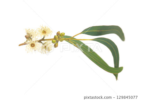 Beautiful eucalyptus branch with flowers and seeds isolated on white 129845077