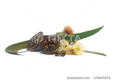 Aromatic Eucalyptus elongated green leaves and brown seed pods close-up 129845078