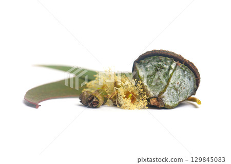 Fresh eucalyptus flowers and seeds isolated on white 129845083