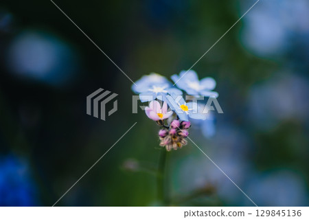 Forget-me-nots flowers close-up Forget-me-nots flowers close-up 129845136