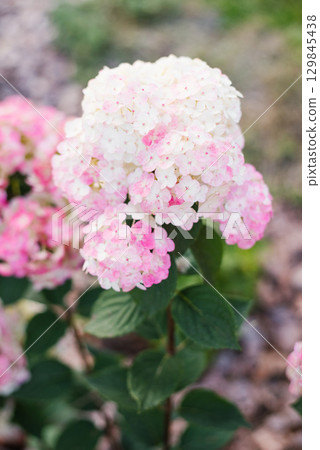 Panicle hydrangea Framboisine with pale pink blush in bloom Panicle hydrangea Framboisine with pale pink blush in bloom 129845438