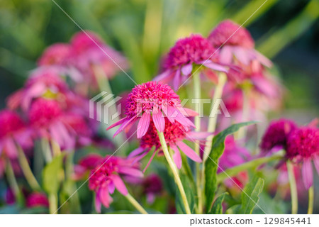 Echinacea Razzmatazz Showing Rich Pink Petals 129845441