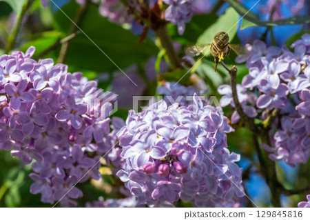 A bee in flight pollinating lilac flowers 129845816