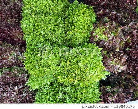 Bunches of vibrant green and red lettuce are displayed side by side at a local farmers market, offering a healthy and colorful selection for shoppers seeking fresh produce 129846176