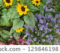 Sunflowers and lavender plants are blooming in pots, creating a vibrant display of colors and textures, offering a delightful shopping experience for gardening enthusiasts 129846198