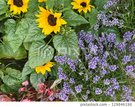 Sunflowers and lavender plants are blooming in pots, creating a vibrant display of colors and textures, offering a delightful shopping experience for gardening enthusiasts 129846198