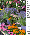 Vibrant flowers in pots, including lavender, hydrangeas, carnations, and gazanias, create a colorful display at a flower shop, offering a variety of choices for customers seeking beautiful blooms 129846199