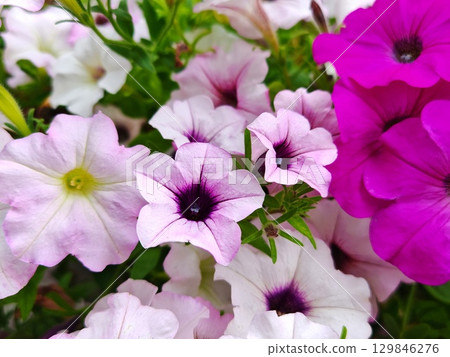 Bright purple petunia flowers. petunia flowers are white, pink colored 129846276
