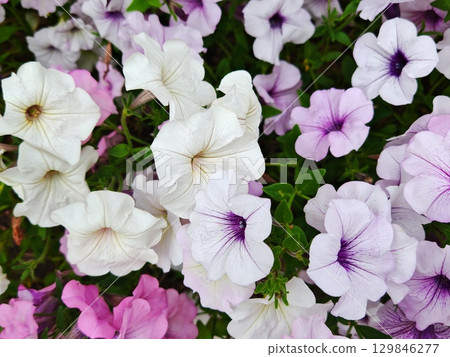 petunia flowers. petunia flowers are white, pink, and cream-colored 129846277