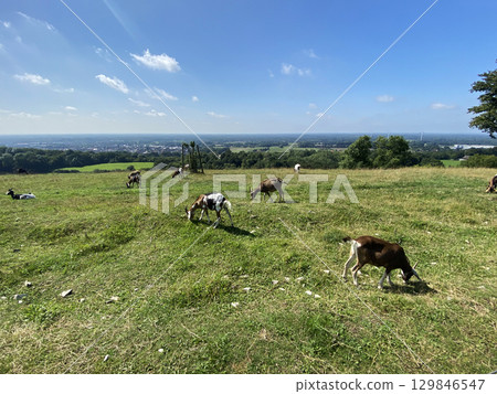 Goats grazing on a green meadow Goats grazing on a green meadow 129846547