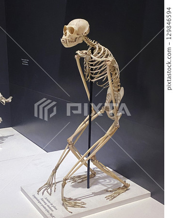 Monkey skeleton in the Bucharest City Museum, Romania 129846594