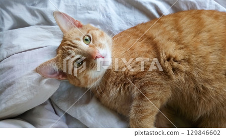 A cat is laying on a bed with its head tilted to the side. A cat is laying on a bed with its head tilted to the side. 129846602