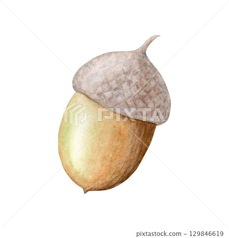 Watercolor illustration of an acorn hand drawn isolated on a white background.Suitable for design, print. 129846619