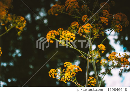 Ferula stinking or Kavrak - Ferula assa-foetida - perennial plant, genus Ferula of the family Apiaceae. Bright yellow flowers in bloom. Summer garden. Ferula stinking or Kavrak - Ferula assa-foetida - perennial plant, genus Ferula of the family Apiaceae. Bright yellow flowers in bloom. Summer garden. 129846648