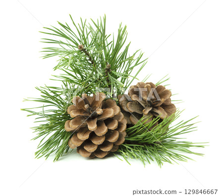 A detailed festive arrangement of fir branches and pine cones, placed on a white background with shadow for holiday projects. 129846667