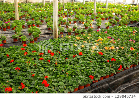 Plantation of flowers geranium in orangery 129846734