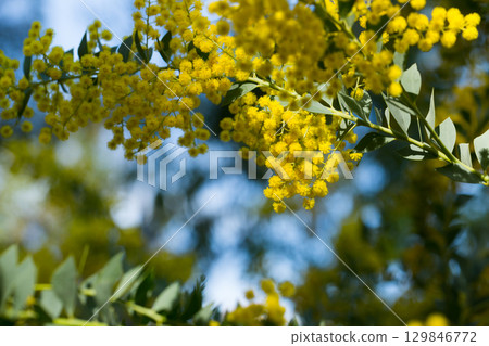 Yellow flowers of the australian acacia cultriformis 129846772