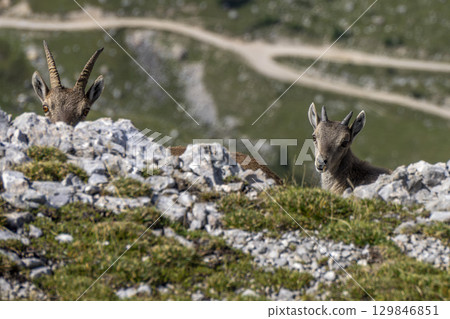 Young Steinbock rock capra ibex in Dolomites mother and baby Mountain Col Bechei Fanes national Park 129846851