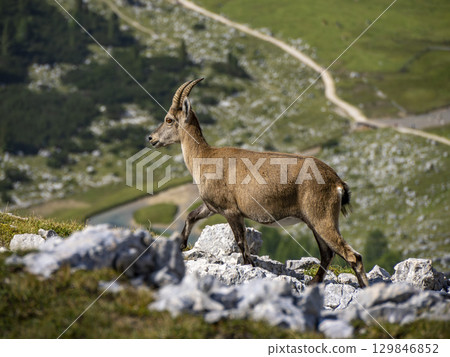 Pregnant female Steinbock rock capra ibex in Dolomites Mountain Col Bechei Fanes national Park Pregnant female Steinbock rock capra ibex in Dolomites Mountain Col Bechei Fanes national Park 129846852