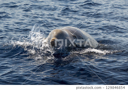 pennella worm parasite on a ziphius cavirostris cuvier beaked whale breathing on sea surface pennella worm parasite on a ziphius cavirostris cuvier beaked whale breathing on sea surface 129846854