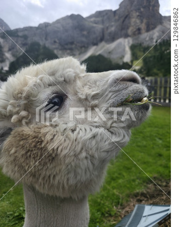 White Alpaca in dolomites 129846862