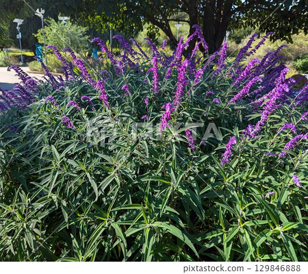 Salvia leucantha bush in the botanical garden in Cordoba 129846888