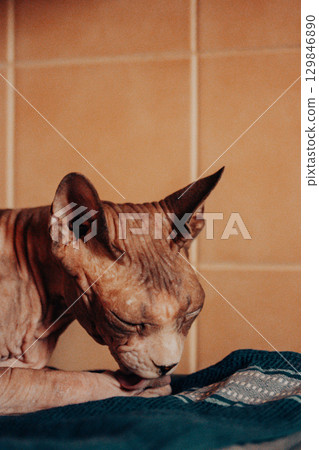 A Sphynx cat grooming itself with a close-up view of its unique skin and face. A Sphinx kitty cleaning itself, showcasing its hairless appearance and wrinkles. The cat rests on a blanket indoors. A Sphynx cat grooming itself with a close-up view of its unique skin and face. A Sphinx kitty cleaning itself, showcasing its hairless appearance and wrinkles. The cat rests on a blanket indoors. 129846890