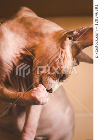 A fascinating close-up of a Sphynx cat, showcasing its unique features and textured skin. A shot showcases a Sphinx kitty, its wrinkled skin unique features highlighted, creating a captivating visual. A fascinating close-up of a Sphynx cat, showcasing its unique features and textured skin. A shot showcases a Sphinx kitty, its wrinkled skin unique features highlighted, creating a captivating visual. 129846891