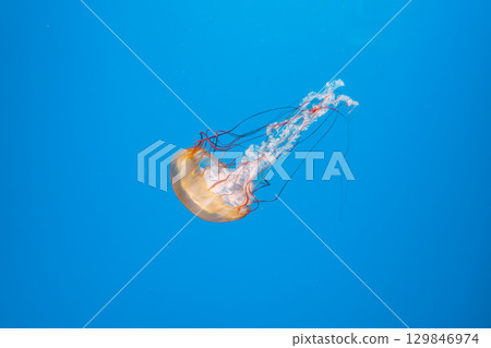 underwater photography jellyfish Chrysaora fuscescens, Pacific sea nettle, West Coast sea nettle 129846974