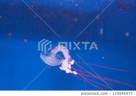 underwater photography jellyfish Purple striped jelly. Chrysaora colorata 129846975