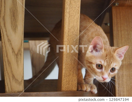 A cat staring at you A cat staring at you 129847194