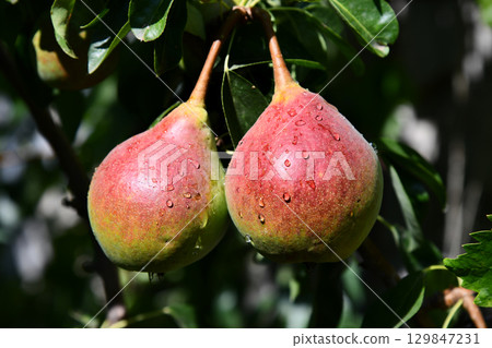 Two pears on a branch, wet with rain. Fresh, juicy glistening 129847231
