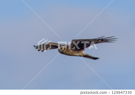 female gray parrot in flight female gray parrot in flight 129847330