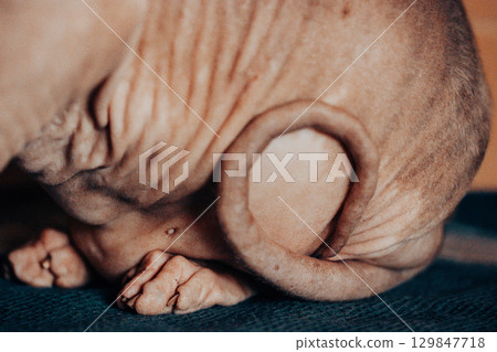 A Sphynx cat's tail and back, highlighting its unique, hairless skin and wrinkles. Close-up view of the Sphynx cat body. The wrinkles and hairless skin are very detailed. Parts of a bald cat's body. 129847718