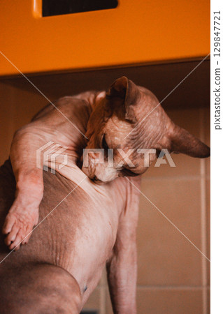 The Sphynx cat grooms itself, showcasing its unique features and relaxed pose indoors. A Sphinx cat grooming itself, showcasing its unique, hairless skin in the indoor setting. Kitty cleaning body. 129847721