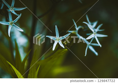 A close-up shot reveals delicate white or pale blue star flowers in a natural setting. Close-up of star-shaped blooms on a dark green background 129847722