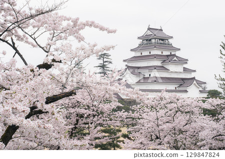 福島縣會津若松市的鶴城和盛開的櫻花 129847824