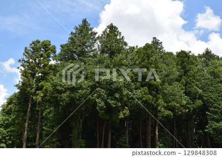 雪松樹針葉林 129848308