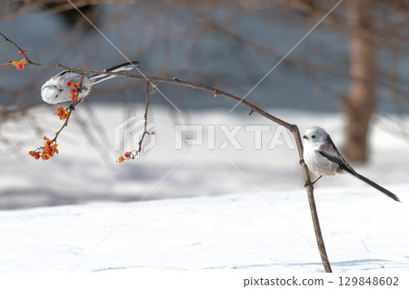 Snow Fairy @ Shimaenaga 129848602