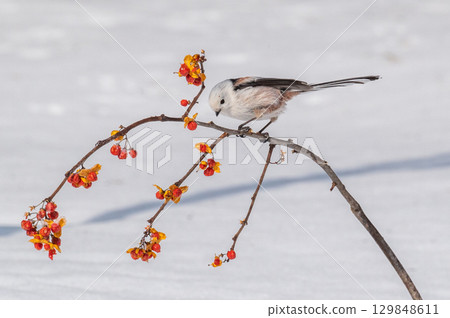 Snow Fairy @ Shimaenaga 129848611