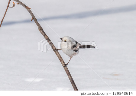 Snow Fairy @ Shimaenaga Snow Fairy @ Shimaenaga 129848614