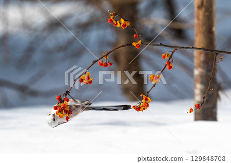 Snow Fairy @ Shimaenaga 129848708