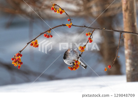 Snow Fairy @ Shimaenaga Snow Fairy @ Shimaenaga 129848709