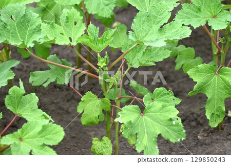 秋葵種植：富含膳食纖維和維生素的綠色和黃色蔬菜 129850243