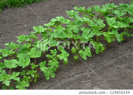 秋葵種植：富含膳食纖維和維生素的綠色和黃色蔬菜 129850244