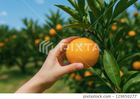 Mandarin orange picking under blue skies 129850277