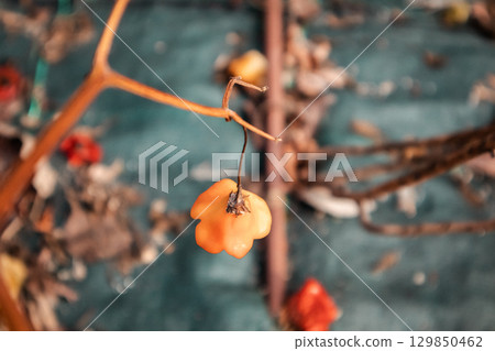 An orange pepper hangs delicately from a branch, showcasing nature's vibrant colors. A close-up shot of a vibrant, orange pepper hanging from a delicate branch against a blurred background. An orange pepper hangs delicately from a branch, showcasing nature's vibrant colors. A close-up shot of a vibrant, orange pepper hanging from a delicate branch against a blurred background. 129850462