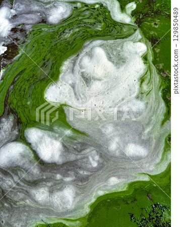 Intricate patterns of green algae and white foam create a beautiful natural abstract. An aerial view of vibrant green algae and white foam swirling together in a mesmerizing natural pattern. Intricate patterns of green algae and white foam create a beautiful natural abstract. An aerial view of vibrant green algae and white foam swirling together in a mesmerizing natural pattern. 129850489